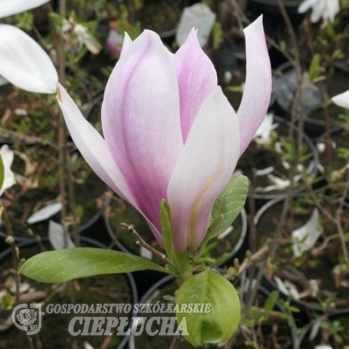 denudata 'Dan Xin' FRAGRANT CLOUD - Yulan-Magnolie - Magnolia denudata 'Dan Xin' FRAGRANT CLOUD