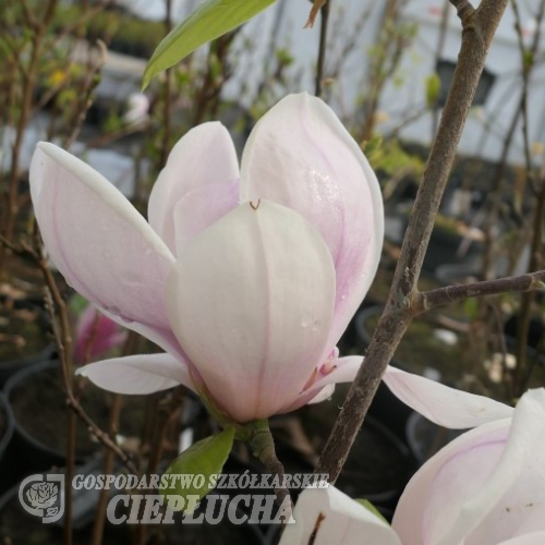 Pink Goblet - magnolia - Magnolia 'Pink Goblet'