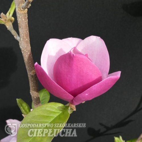 Sweet Merlot - magnolia - Magnolia 'Sweet Merlot'