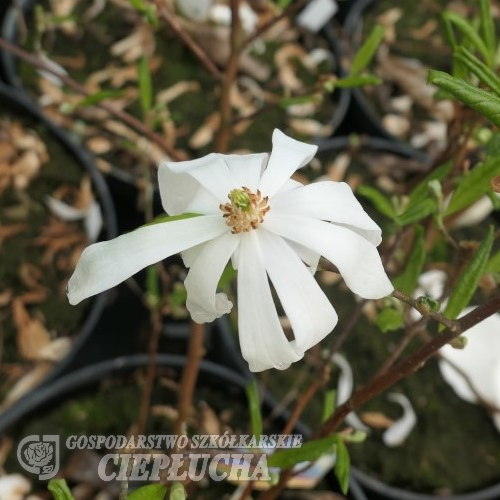 stellata 'Waterlily' - magnolia gwiaździsta - Magnolia stellata 'Waterlily'