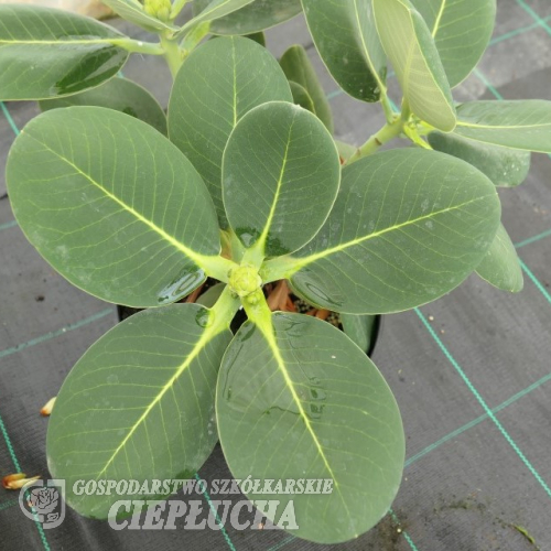 Rhododendron platypodum - różanecznik platypodum - Rhododendron platypodum