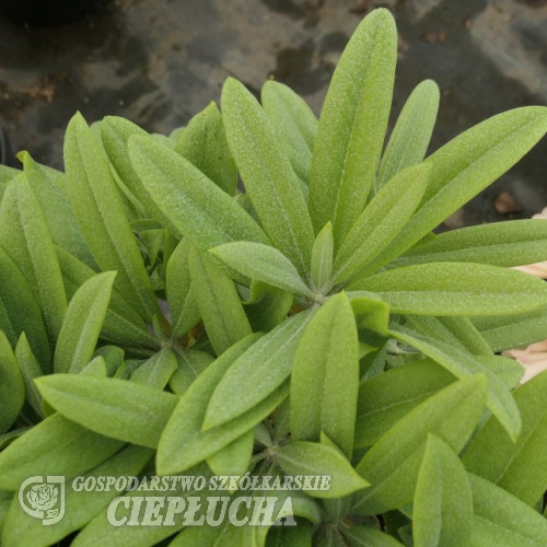 Rhododendron sutchuenense - Рододендрон sutchuenense - Rhododendron sutchuenense