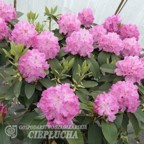 Bečov - różanecznik wielkokwiatowy - Rhododendron hybridum 'Bečov'