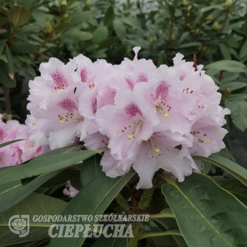 Bouzov - różanecznik wielkokwiatowy - Rhododendron hybridum 'Bouzov'