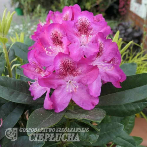 Ještěd PBR - różanecznik wielkokwiatowy - Rhododendron hybridum 'Ještěd' PBR