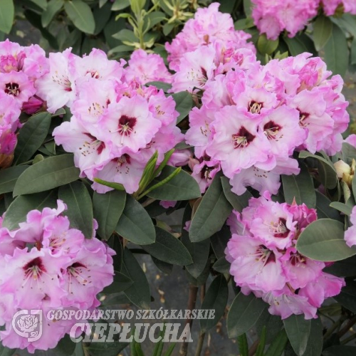 Karlštejn - różanecznik wielkokwiatowy - Rhododendron hybridum 'Karlštejn'