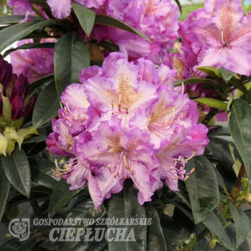 Klenová - Rhododendron hybrid - Rhododendron hybridum 'Klenová'