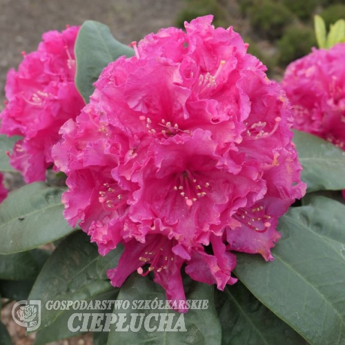 Lipnice - różanecznik wielkokwiatowy - Rhododendron hybridum 'Lipnice'