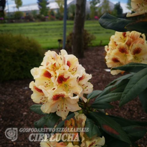 Orlik - różanecznik wielkokwiatowy - Rhododendron hybridum 'Orlik'