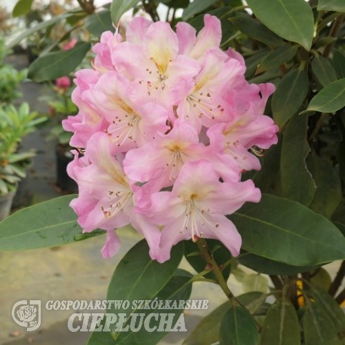 Švihov - Rhododendron hybrid - Rhododendron hybridum 'Švihov'
