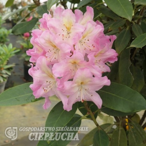 Švihov - różanecznik wielkokwiatowy - Rhododendron hybridum 'Švihov'