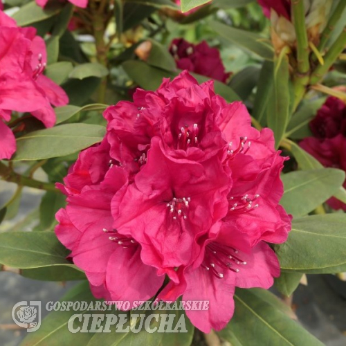 Vranov PBR - Rhododendren Hybride - Rhododendron hybridum 'Vranov' PBR