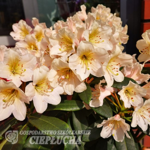 Zebín PBR - różanecznik wielkokwiatowy - Rhododendron hybridum 'Zebín' PBR