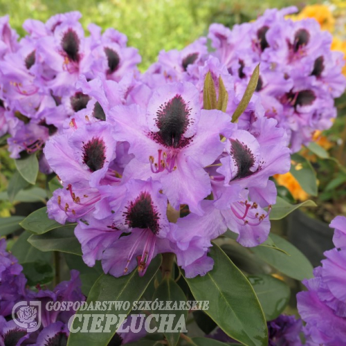 Acapulco - Рододендрон гибридный - Acapulco - Rhododendron hybridum