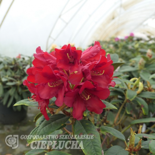 Allegretto - Рододендрон гибридный - Allegretto - Rhododendron hybridum ; Rhododendron haematodes