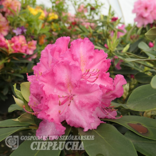 Anastasia - Рододендрон гибридный - Anastasia - Rhododendron hybridum ; Rhododendron 'Hachmann's Anastasia'