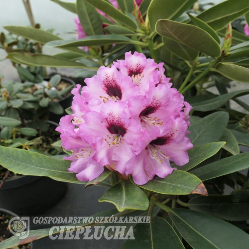 Caramba - Рододендрон гибридный - Caramba - Rhododendron hybrium