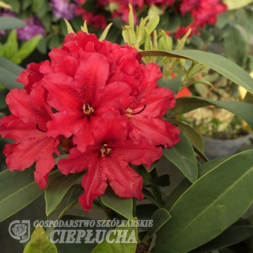 Taragona - różanecznik wielkokwiatowy - Taragona - Rhododendron hybridum