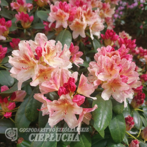 Casanova - Рододендрон - Rhododendron hybridum 'Casanova'