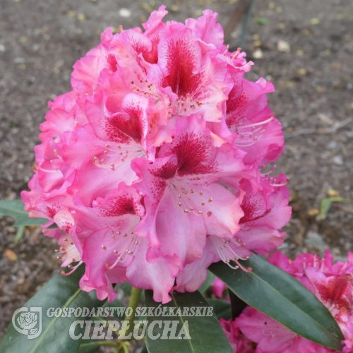 Hachmari MARIANKA - Rhododendron - Hachmari MARIANKA - Rhododendron