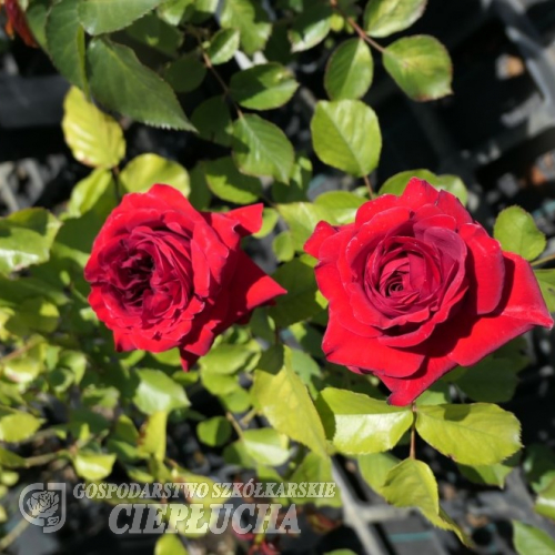 Anna - Mehrblütige Rose - Rose Anna