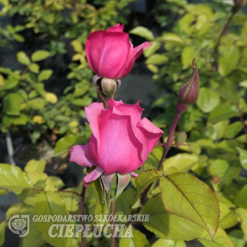 Bel Ange - Großblütige Rose - Rosa Bel Ange