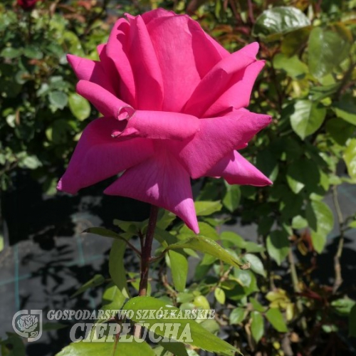 Criterion- Großblütige Rose - Rose Criterion