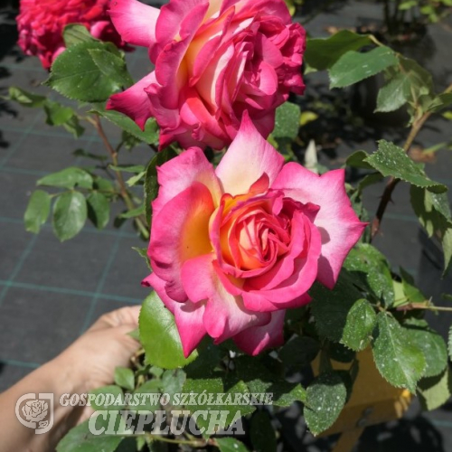 Desse - Großblütige Rose - Rose - Dessa