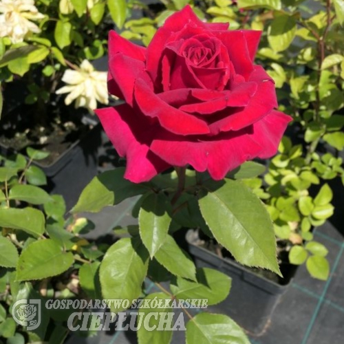 Fulgurante - Großblütige Rose - Rose Fulgurante