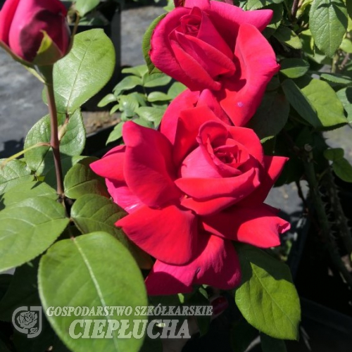 Hanne - Grandiflora Rose - Rosa Hanne