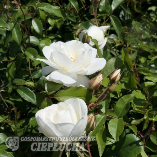 Iceberg - Schlingrose - Rosa Iceberg