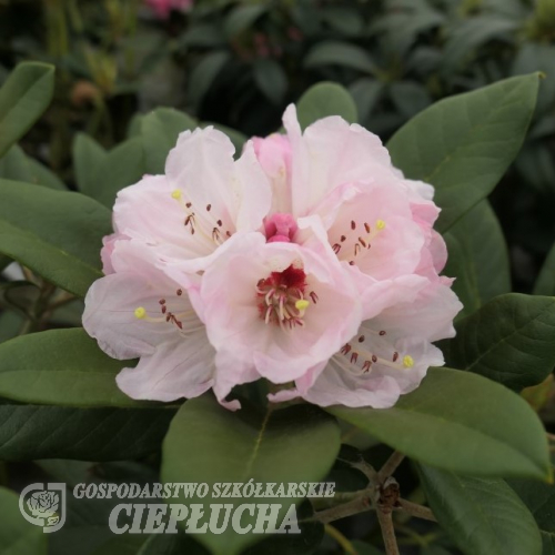 Märchenlaub - Rhododendron yakushimanum - Märchenlaub - Rhododendron yakushimanum