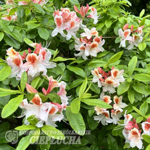Jock Brydon - Азалия крупноцветковая - Jock Brydon - Rhododendron (Azalea)