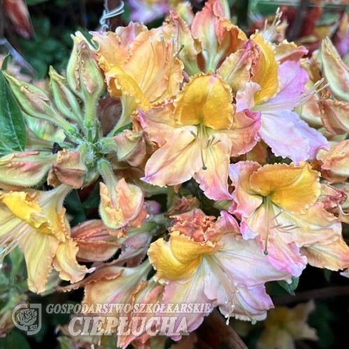 Pinokio - Азалия крупноцветковая - Pinokio - Rhododendron (Azalea)
