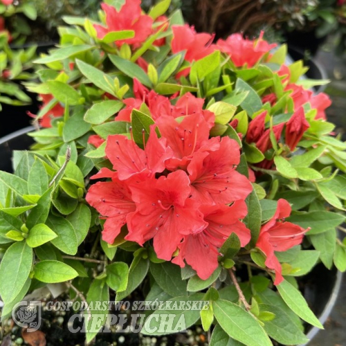 Evita - Japanese azalea - Evita - Rhododendron