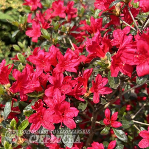 Kroměříž PBR - azalia japońska - Kroměříž PBR - Rhododendron