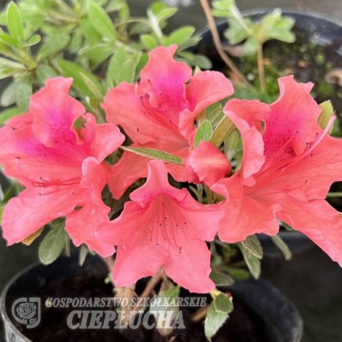 Late Love - Japanese azalea - Late Love - Rhododendron