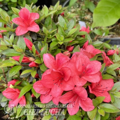 Marilee - Japanese azalea - Marile - Rhododendron