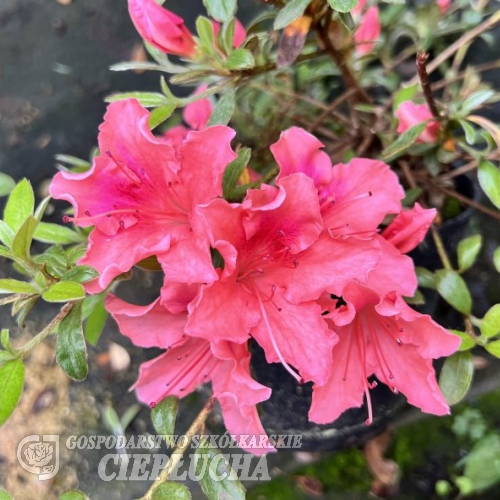 Michael Hill - Japanese azalea - Michael Hill - Rhododendron