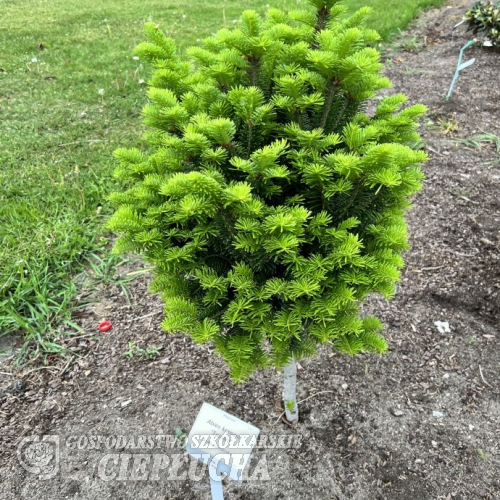 Abies koreana 'Tundra' - Пихта корейская - Abies koreana 'Tundra'