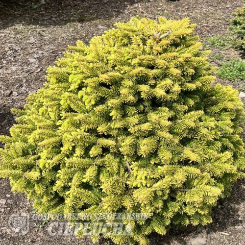 Abies nordmanniana 'Golden Spreader' - Nordmann fir - Abies nordmanniana 'Golden Spreader'