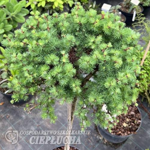 Larix kaempferi 'Grey Pearl' - Japanese Larch - Larix kaempferi 'Grey Pearl'