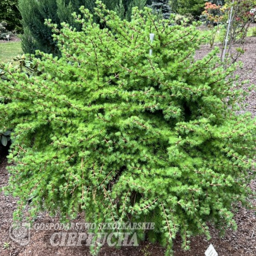 Larix laricina 'Steuben'- tamarack, hackmatack, eastern larch, black larch - Larix laricina 'Steuben'