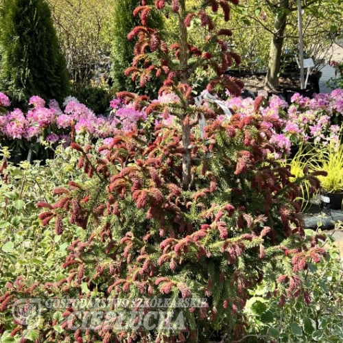 Picea abies 'Rydal' - Eль обыкновенная - Picea abies 'Rydal'