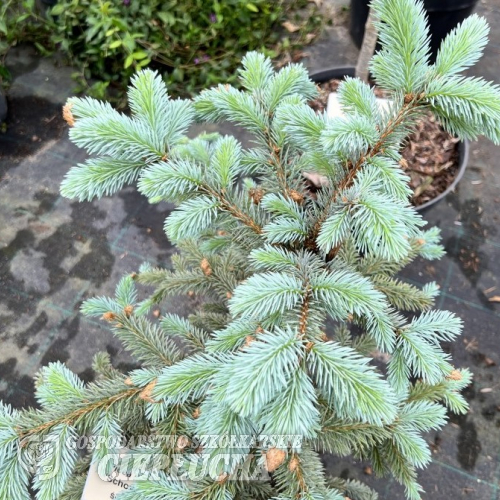 Picea pungens 'Schovenhorst' - świerk kłujący - Picea pungens 'Schovenhorst'