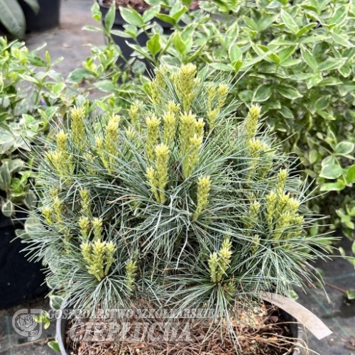 Pinus strobus 'Sea Urchin' - sosna wejmutka - Pinus strobus 'Sea Urchin'