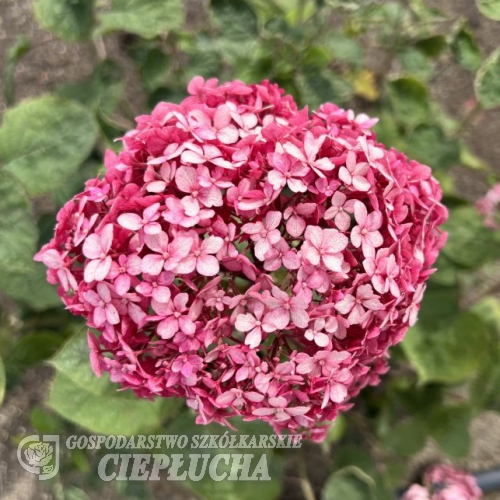 Hydrangea arborescens 'NCHA1' PINK ANNABELLE PBR - smooth hydrangea ; wild hydrangea ; sevenbark ; sheep flower - Hydrangea arborescens 'NCHA1' PINK ANNABELLE PBR