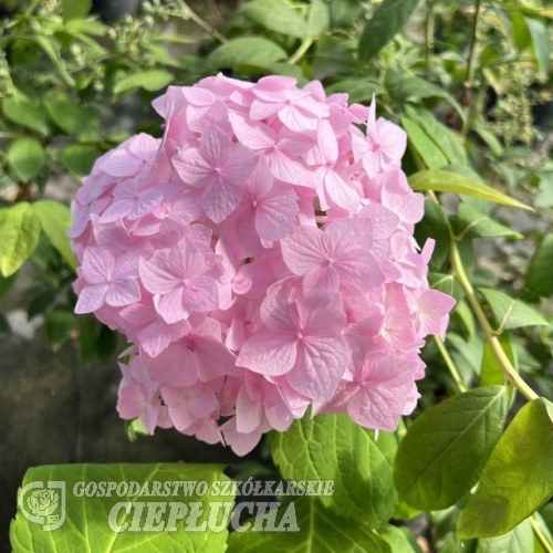 Hydrangea macrophylla 'Maja' PBR - Bigleaf hydrangea - Hydrangea macrophylla 'Maja' PBR