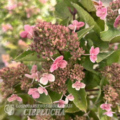 Hydrangea paniculata 'PIIHPI' BABY LACE PBR- Rispenhortensie - Hydrangea paniculata 'PIIHPI' BABY LACE PBR