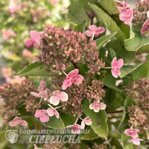 Hydrangea paniculata 'PIIHPI' BABY LACE PBR- Panicle hydrangea - Hydrangea paniculata 'PIIHPI' BABY LACE PBR